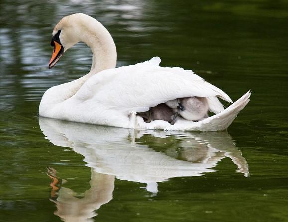 mother swan heads back