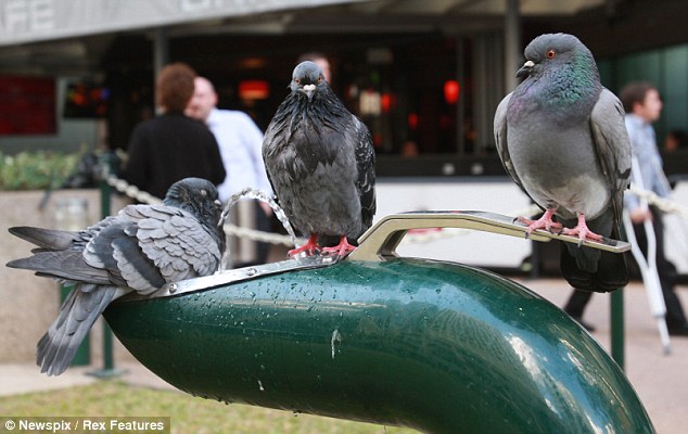 As one pigeon sucks up water (left), another stands on the lever (right) and the third keeps watch