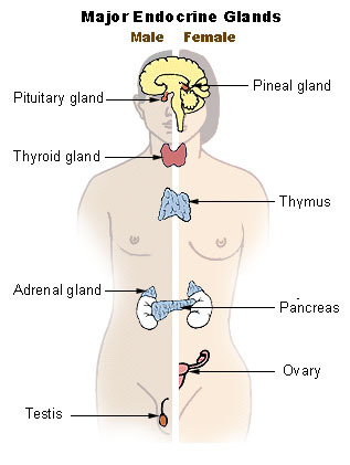 Endorine System Male/ Female